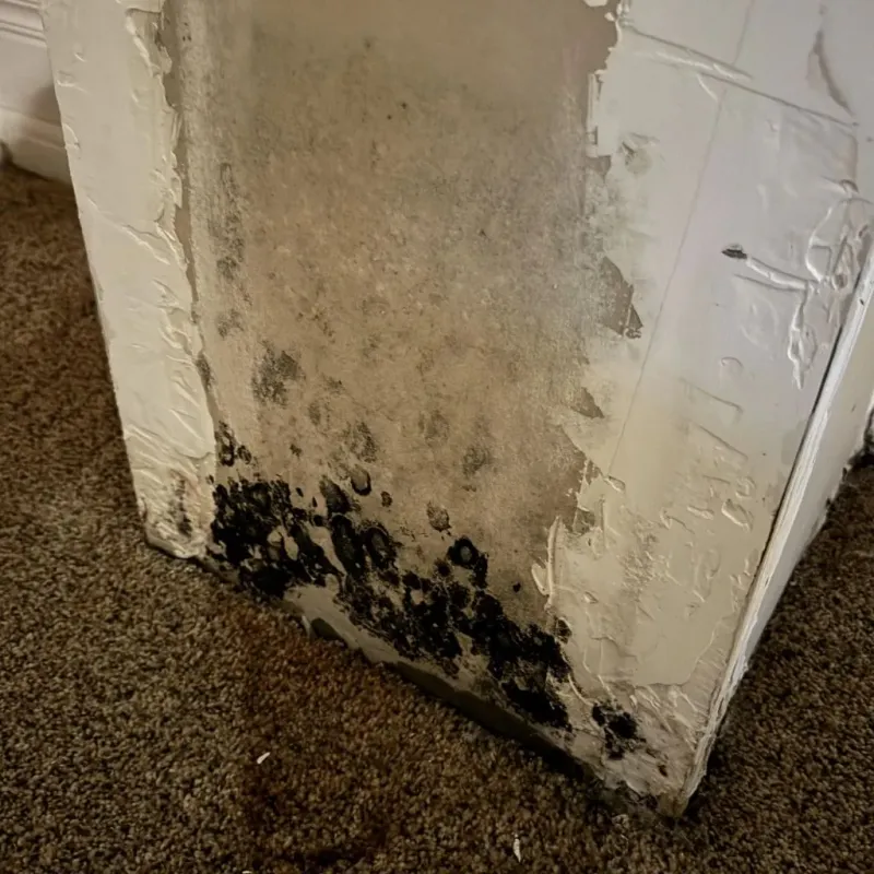 Professional Mold Removal in Glade Spring, VA